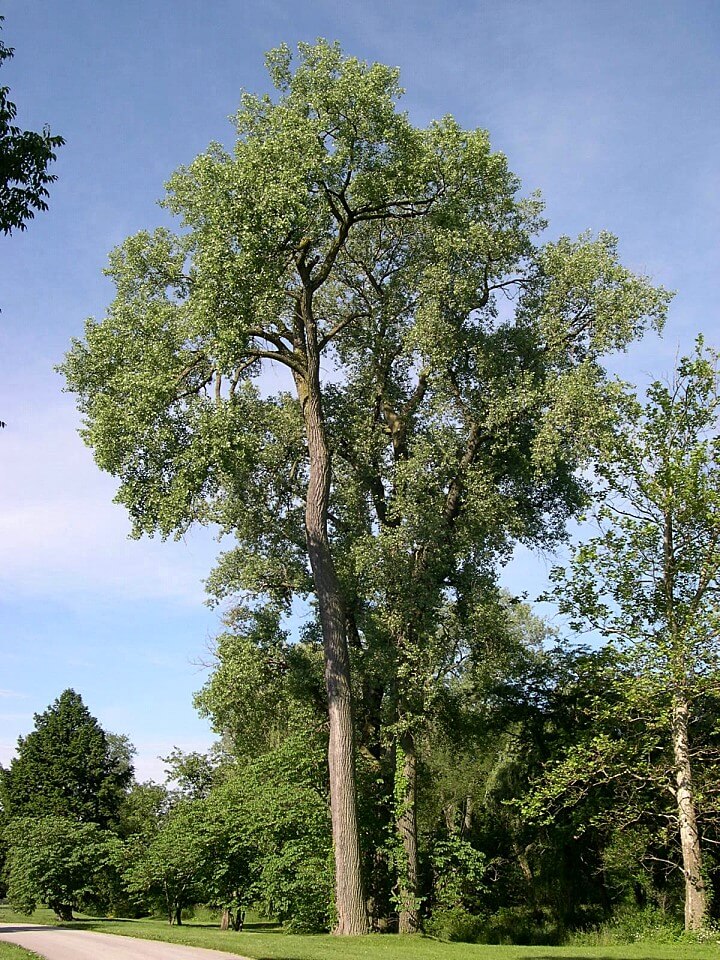 chalco-nature-trail-cottonwood-papio-nrd-nebraska